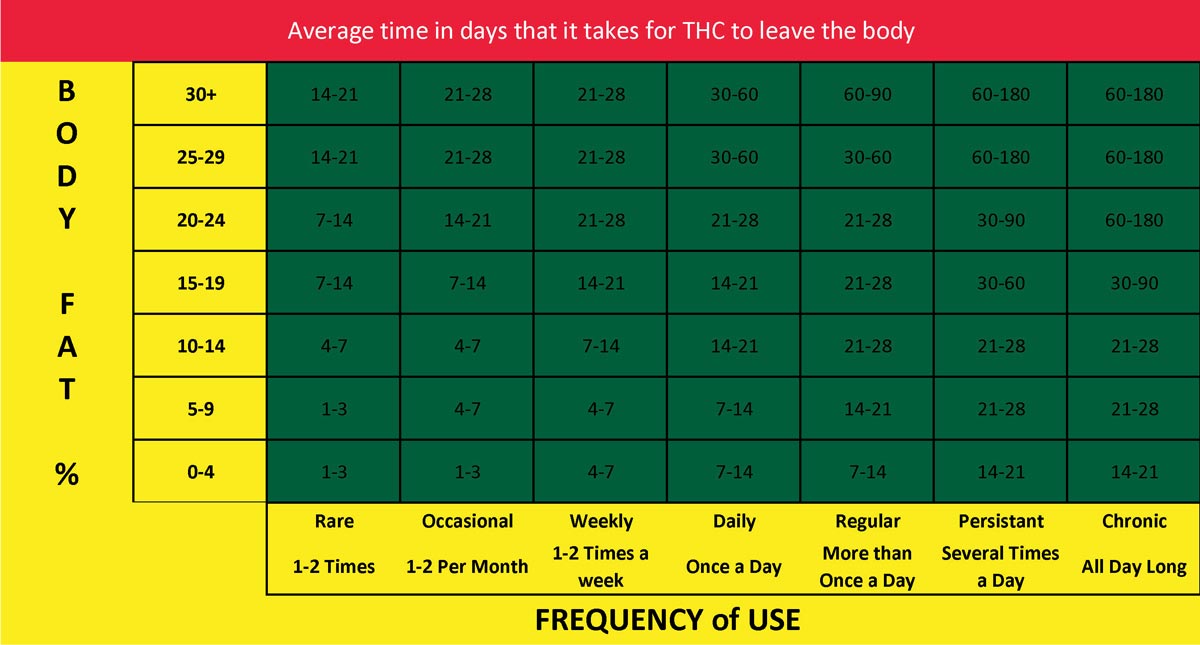 How Long Does THC Stay in Your System? Stoner Things