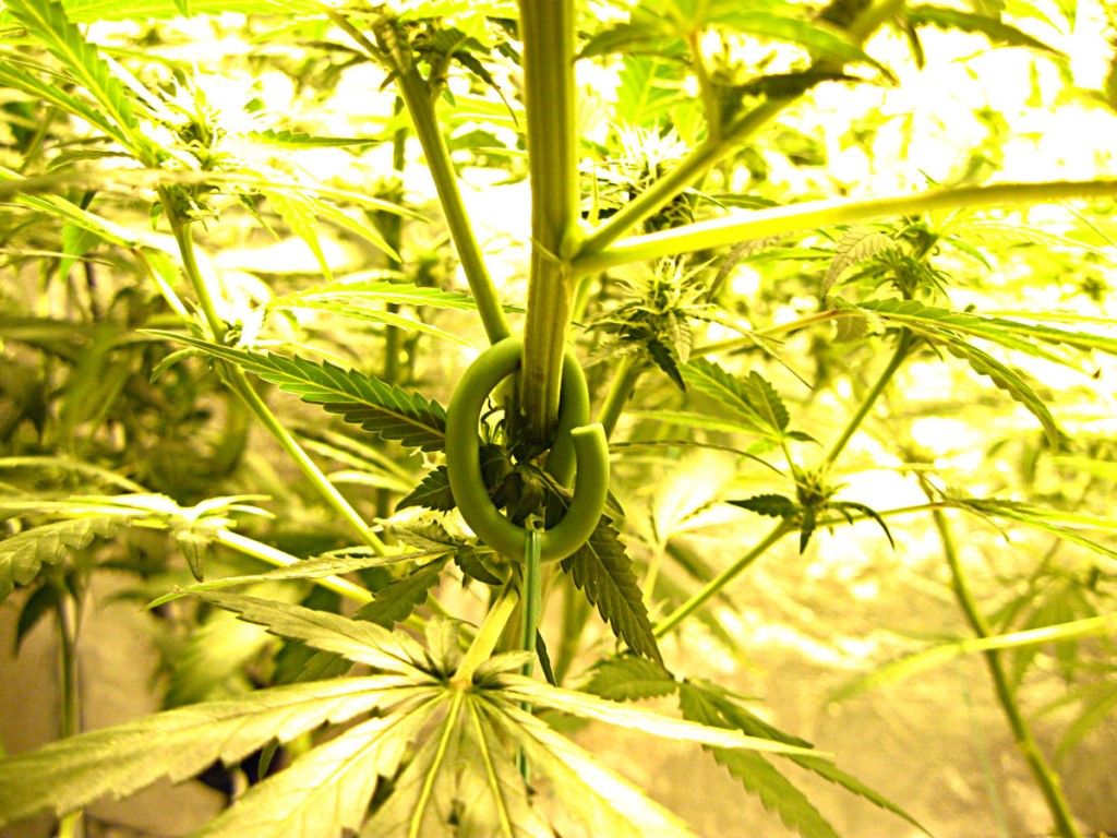 Low Stress Training How Does It Work? Stoner Things