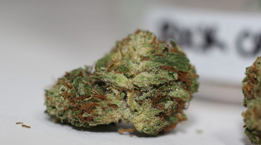 Rock Candy Kush Cannabis Strain