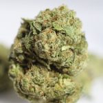White Fire Bud Picture
