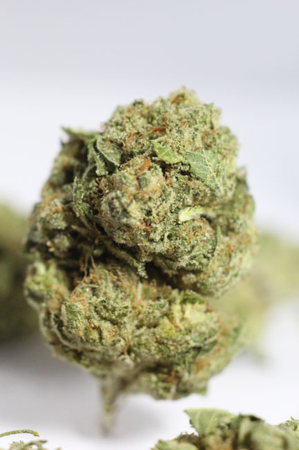 White Fire Bud Picture