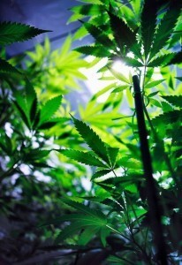 indoor grow marijuana plant