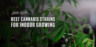 best cannabis strains indoor growing