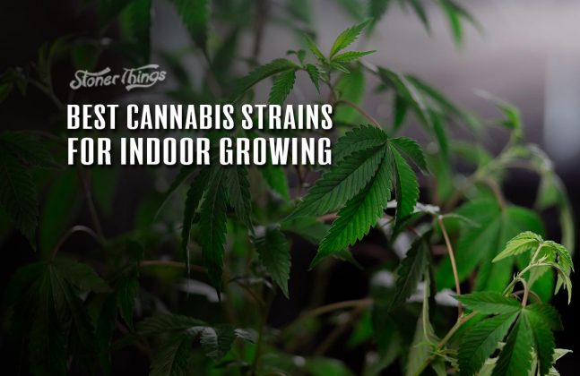 Best Strains For Indoor Growing - Strains For Indoor Cultivation