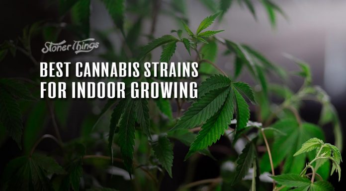 best cannabis strains indoor growing