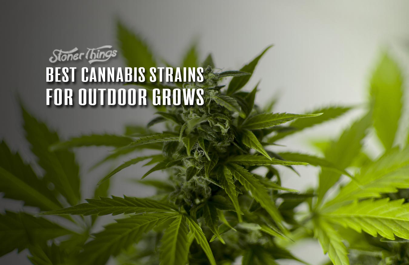 Best Outdoor Weed Strains Stoner Things