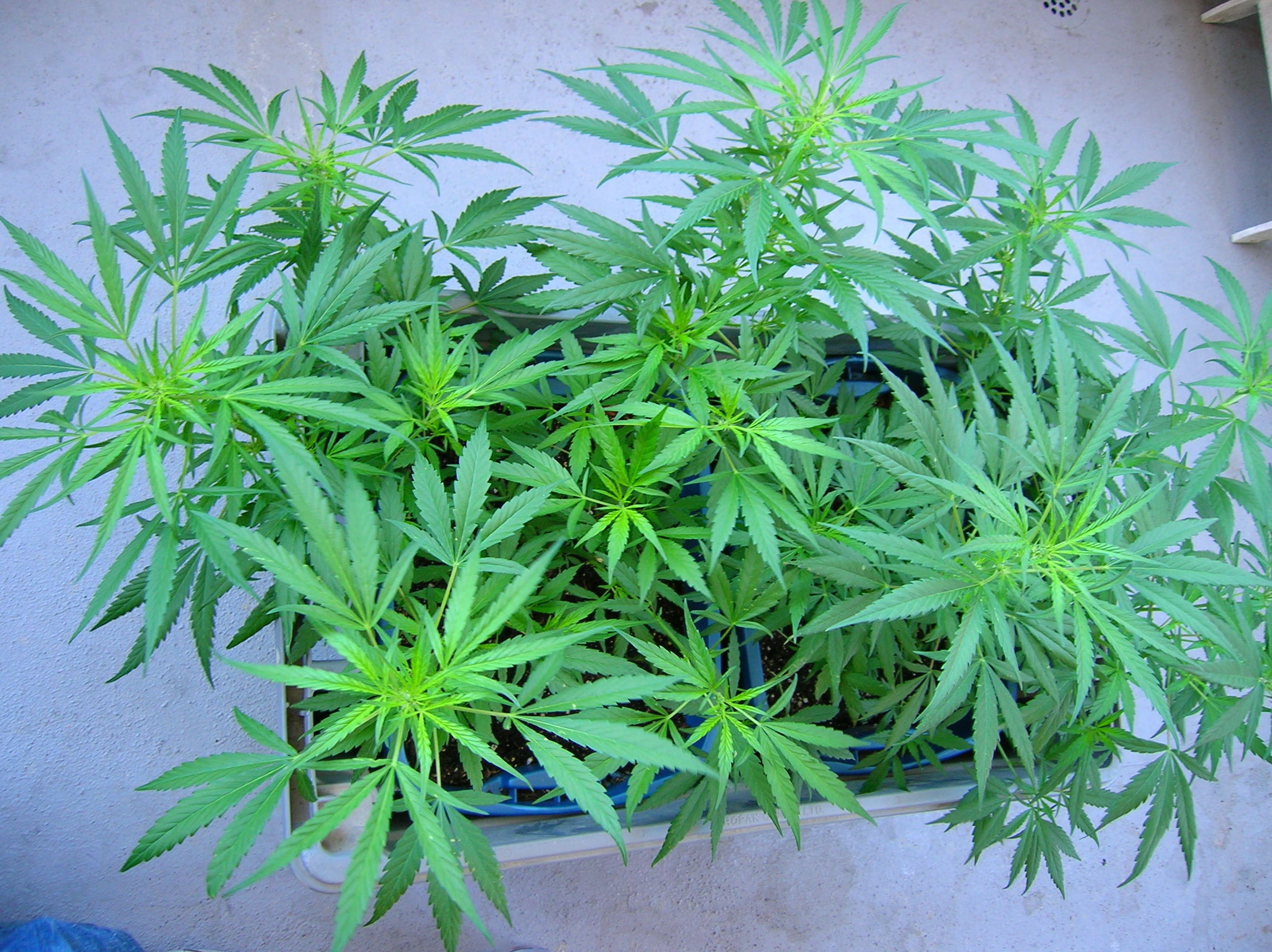 Marijuana plants that are healthy