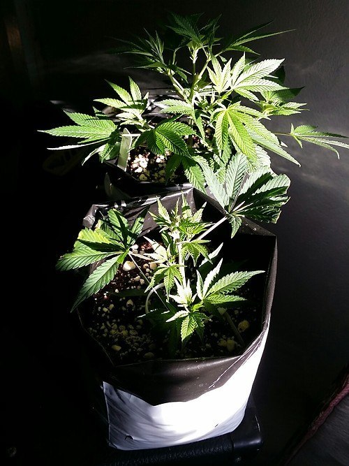 marijuana plants growing