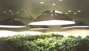 HID grow lights plants