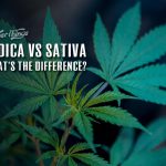 Indica vs Sativa Cannabis Strains