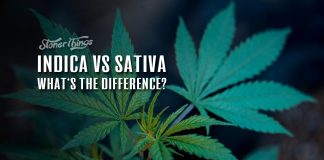 Indica vs Sativa Cannabis Strains
