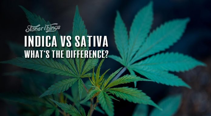 Indica vs Sativa Cannabis Strains