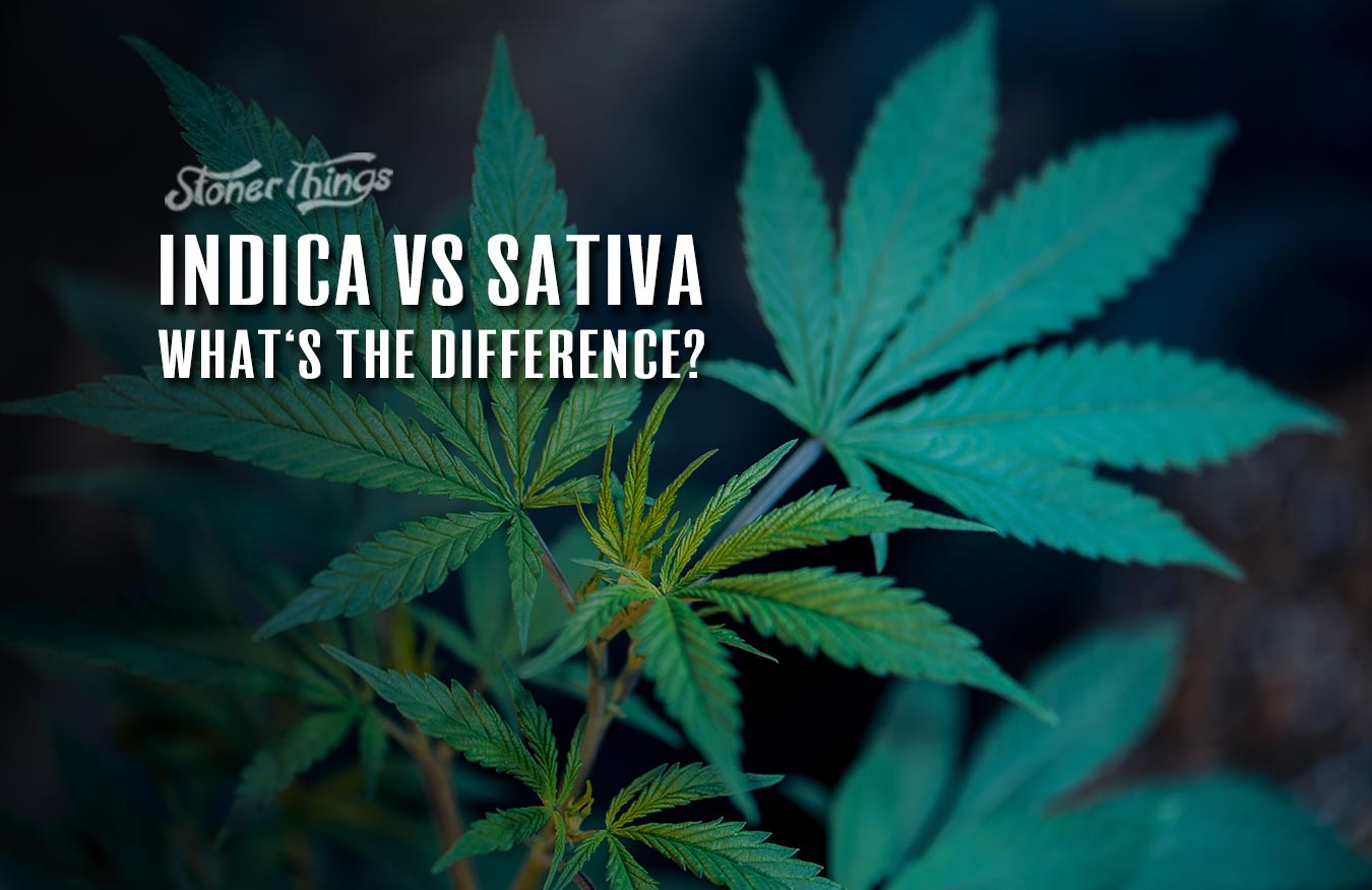 Indica vs Sativa Cannabis Strains