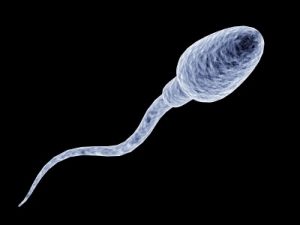 Sperm Photo
