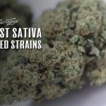 best sativa weed strains