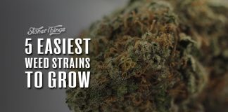 easiest strains to grow