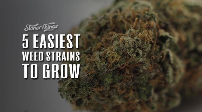 easiest strains to grow