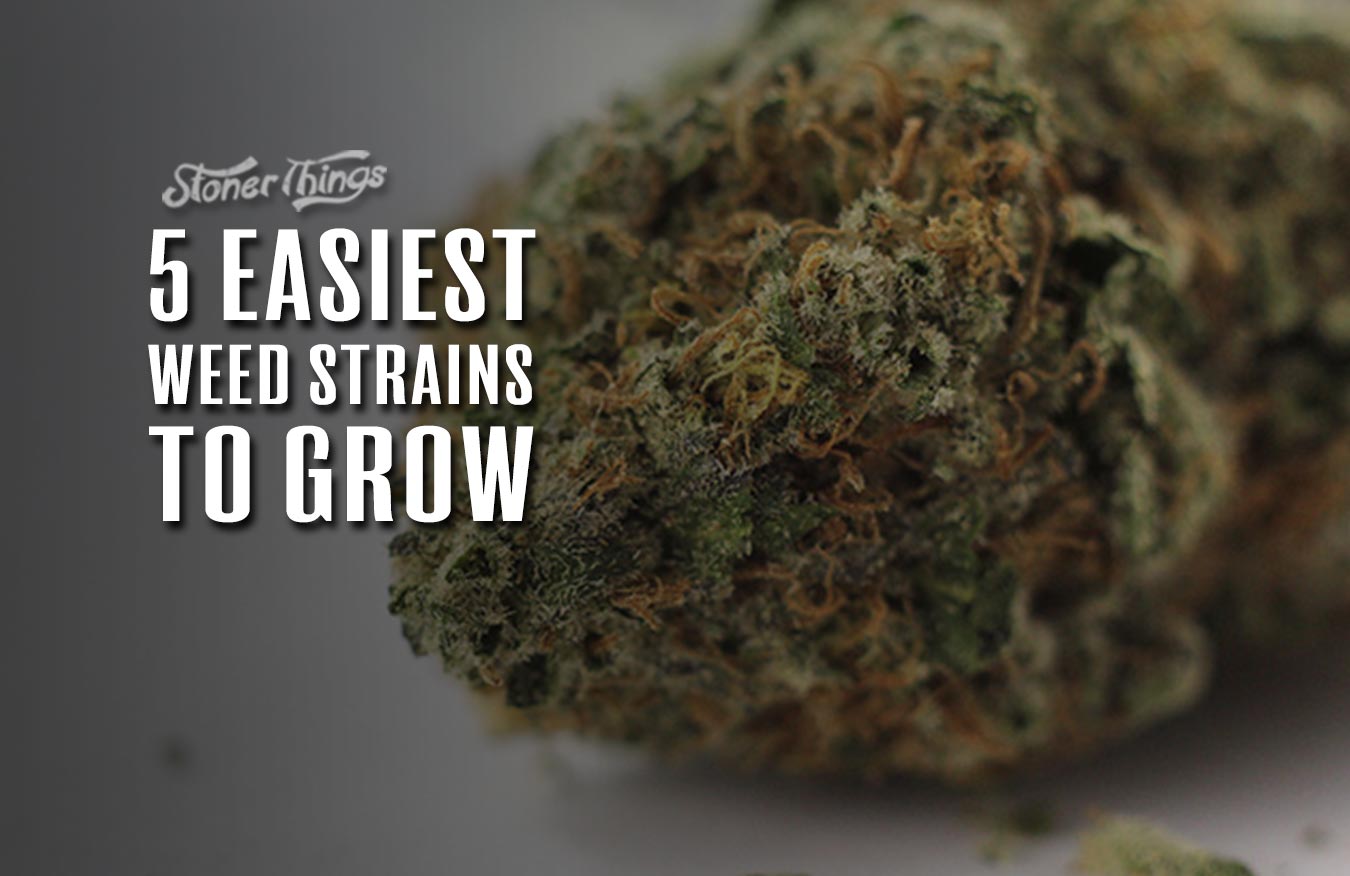 easiest strains to grow