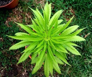 green marijuana