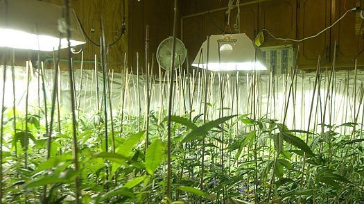 hydroponic marijuana grow