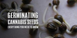 germinating cannabis seeds