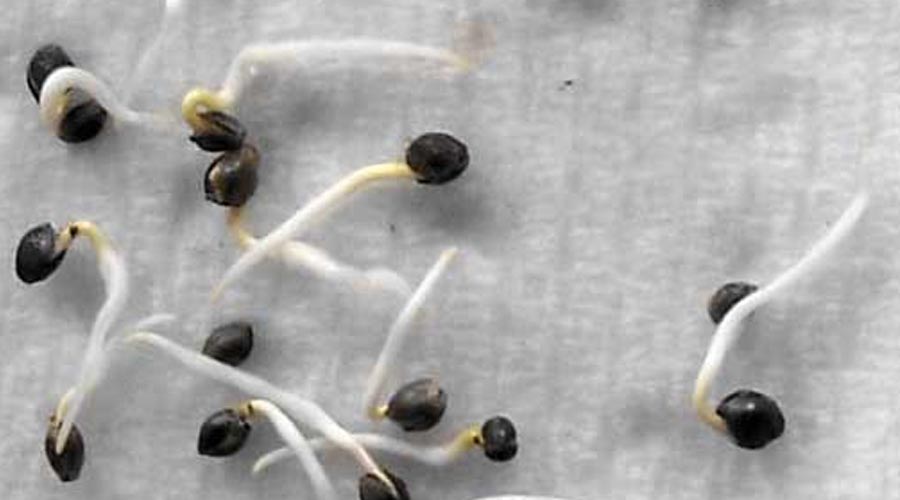 germinating weed seeds in paper towel