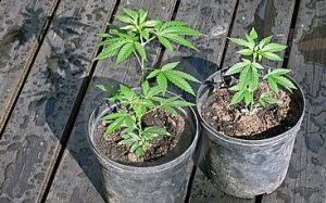 Potted Marijuana Plants