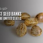 best seed banks us