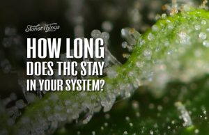 How Long Does THC Stay In Your System? - Stoner Things