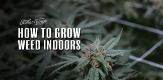 how to grow weed indoors