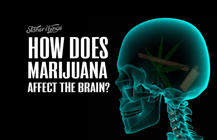 how does marijuana affect the brain