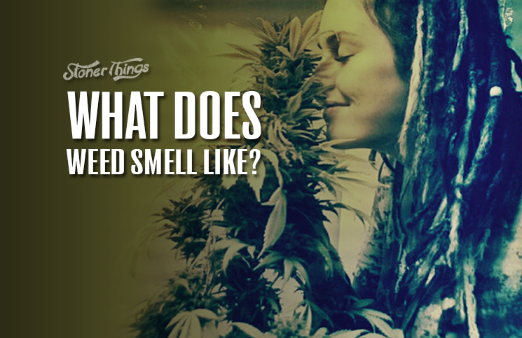 What-Does-Weed-Smell-Like