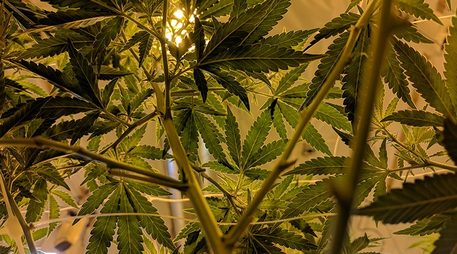 cannabis growing mistakes
