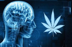 Marijuana Brain X-Ray