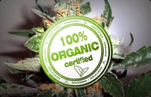 Organic Marijuana
