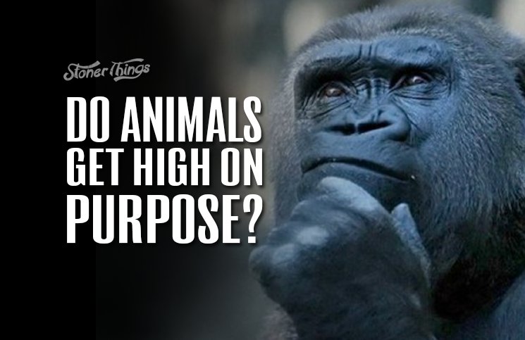 Do Animals Get High on Purpose? - Stoner Things
