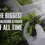 Marijuana studies