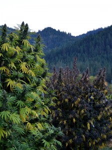 Marijuana Growing in the Hindu Kush Mountains