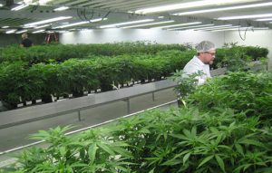 Indoor marijuana grow 