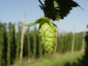 Hops plant