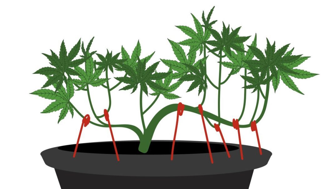 How To Perform Low Stress Training On Cannabis Plants - Stoner Things