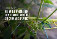 low stress training cannabis plants