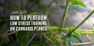 low stress training cannabis plants