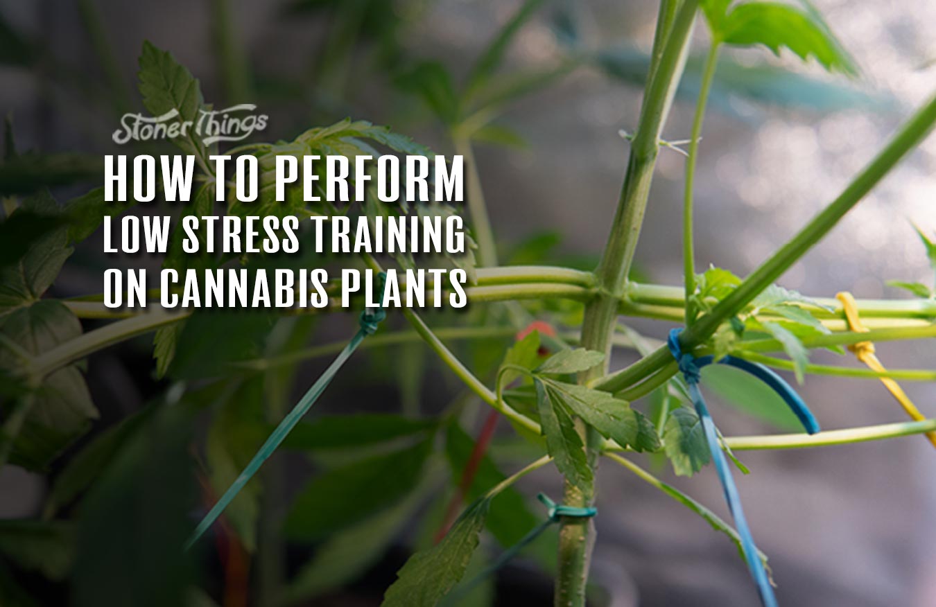 low stress training cannabis plants