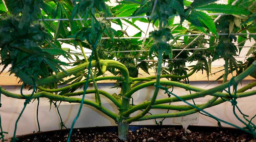low stress training weed plants