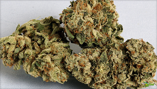 OG Kush - Best Indica Marijuana