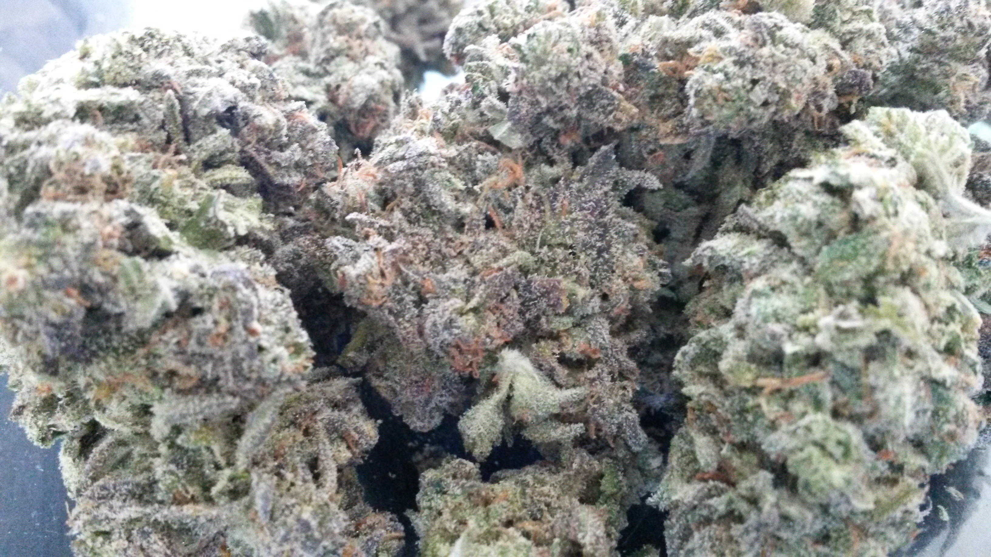 Purple Marijuana Bud