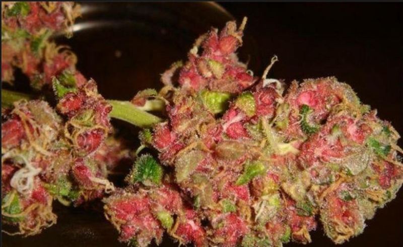 Red Marijuana Bud