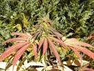 Panama Red marijuana plant