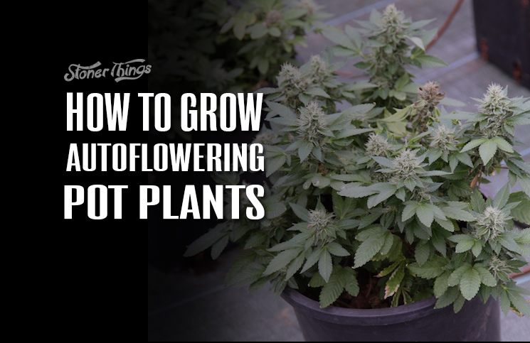 How to Grow Autoflower Marijuana Plants